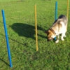 Pet Brands Dog Agility Slalom Poles (5 Pack) -Pet Life Shop 10482a slalom poles