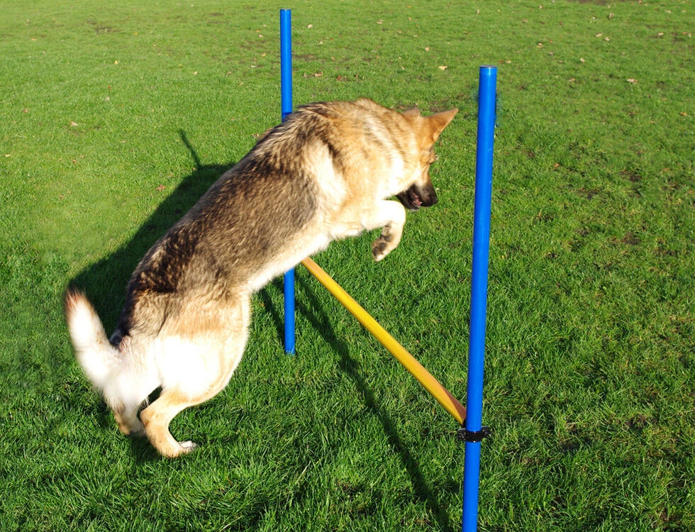 Pet Brands Dog Agility Hurdle Jump 3 Pet Brands Dog Agility Hurdle Jump