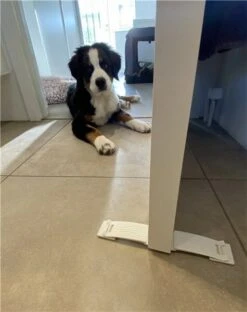 DogSpace Puppy Proofing Starter Kit 14 DogSpace Puppy Proofing Starter Kit -Pet Life Shop 2540 9 6 m1 28600x60029