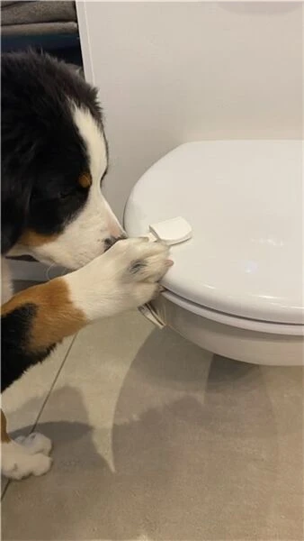 DogSpace Puppy Proofing Starter Kit 9 DogSpace Puppy Proofing Starter Kit - Image 7