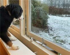 DogSpace Puppy Proofing Starter Kit 13 DogSpace Puppy Proofing Starter Kit -Pet Life Shop 2540 9 6 m3 28600x60029