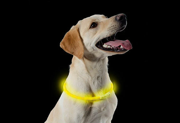 Ancol Light Up USB Rechargeable Flashing Dog Collar Yellow 70cm 4 Ancol Light Up USB Rechargeable Flashing Dog Collar Yellow 70cm - Image 2
