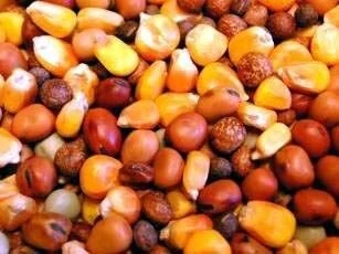 Willsbridge Pigeon Popular Mix Bird Food 20kg 4 Willsbridge Pigeon Popular Mix Bird Food 20kg - Image 2