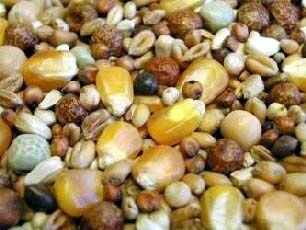 Willsbridge Pigeon Moulting Bird Mix 20kg 4 Willsbridge Pigeon Moulting Bird Mix 20kg - Image 2