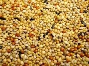 Countrywide Deluxe Foreign Finch Mix 20kg 4 Countrywide Deluxe Foreign Finch Mix 20kg - Image 2