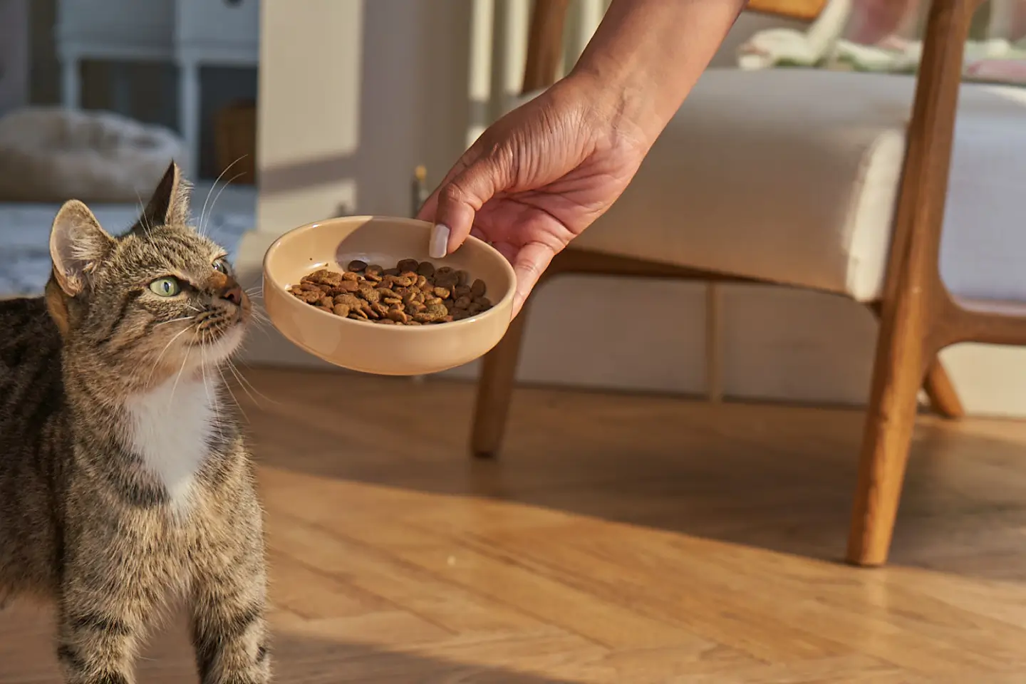 Pet Life Shop -Pet Life Shop 66c5a80e2d30076e36914aee blink hero banner