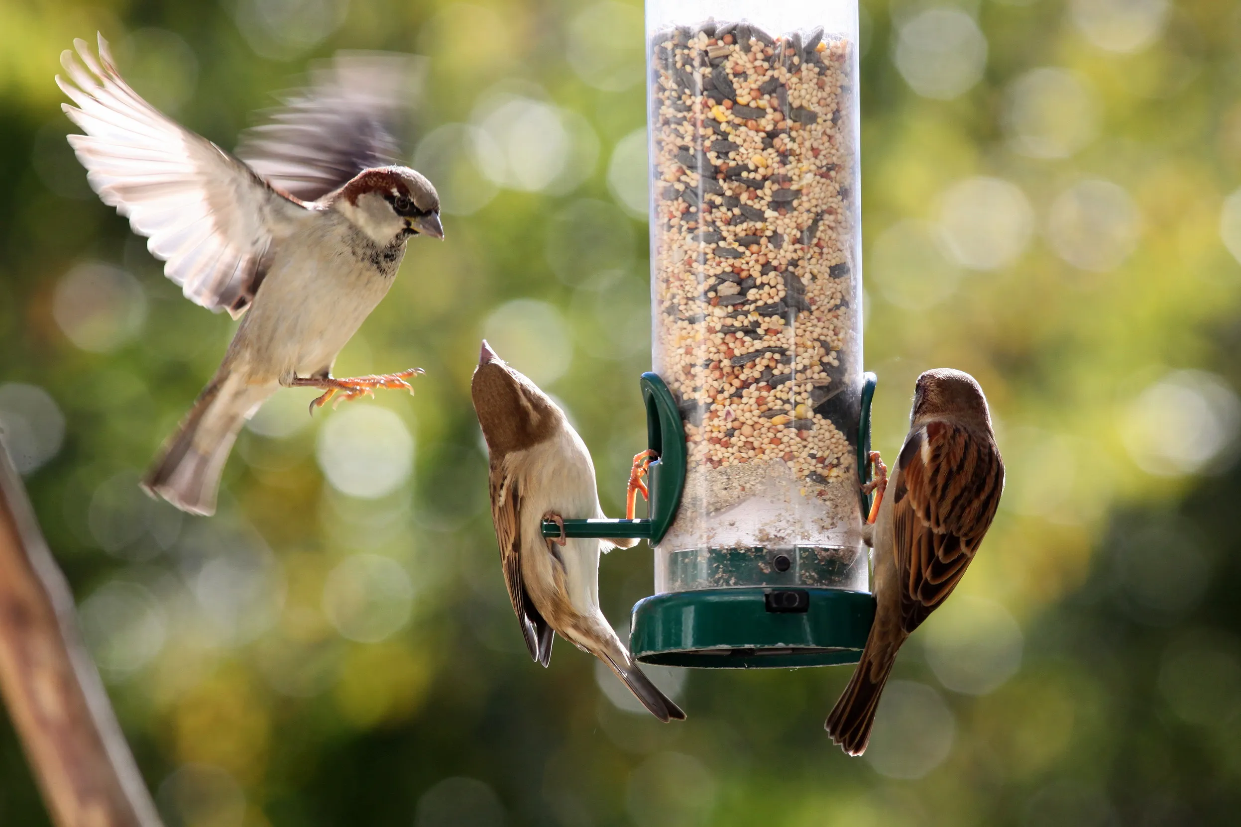 Pet Life Shop -Pet Life Shop 750529918 Species house sparrow on bird feeder