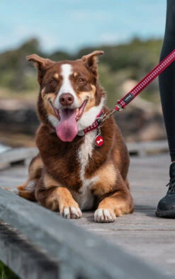 Red Dingo Stainless Steel Engraved Cat Tag Fish Bowl Red 8 Red Dingo Stainless Steel Engraved Cat Tag Fish Bowl Red -Pet Life Shop Cassie Reflective Red Bones 26