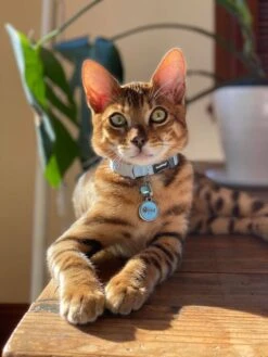 Red Dingo Stainless Steel Engraved Dog Tag Fish Skeletton Hot Pink -Pet Life Shop Cat Collar Classic Light Blue 1SK 2