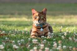 Red Dingo Stainless Steel Engraved Cat Tag Fish Light Blue -Pet Life Shop Cat Collar Reflective Ziggy Turquoise 1