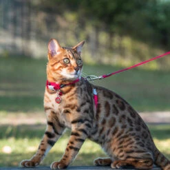 Red Dingo Stainless Steel Engraved Cat Tag Kitten Light Blue 8 Red Dingo Stainless Steel Engraved Cat Tag Kitten Light Blue -Pet Life Shop Cat Harness and Lead Classic Red 10