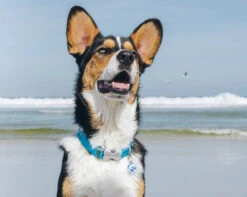 Red Dingo Stainless Steel Engraved Dog Tag Dog Yellow 8 Red Dingo Stainless Steel Engraved Dog Tag Dog Yellow -Pet Life Shop Dog Collar Classic Turquoise 1CB 4