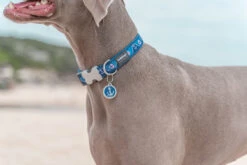 Red Dingo Stainless Steel Engraved Dog Tag Nickelodeon Paw Patrol Skye Tag Pink MED -Pet Life Shop Dog Collar Nautical Navy