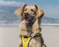 Red Dingo Stainless Steel Engraved Dog Tag Ying Yang Black 8 Red Dingo Stainless Steel Engraved Dog Tag Ying Yang Black -Pet Life Shop Dog Harness Padded Harness Yellow 1YY