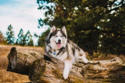 Red Dingo Stainless Steel Engraved Dog Tag Heart Pink Pink 8 Red Dingo Stainless Steel Engraved Dog Tag Heart Pink Pink -Pet Life Shop Flash Tag Dark Blue