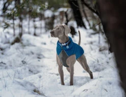 Red Dingo Stainless Steel Engraved Dog Tag Heart Yellow 8 Red Dingo Stainless Steel Engraved Dog Tag Heart Yellow -Pet Life Shop Puffer Jacket BlueFront 1