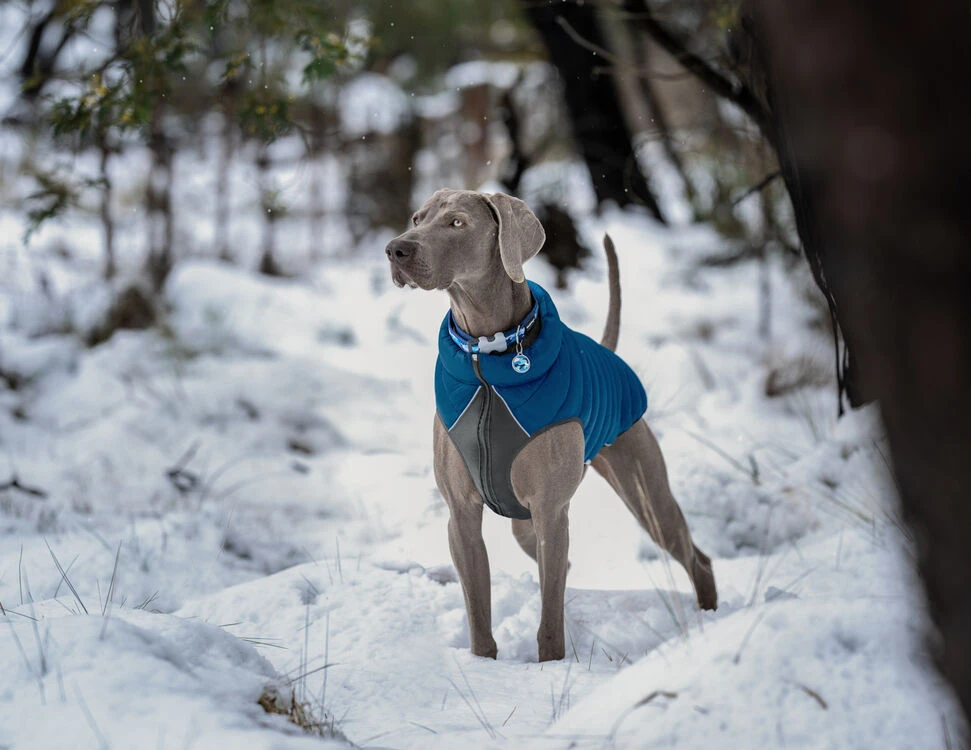 Red Dingo Stainless Steel Engraved Dog Tag Heart Yellow 5 Red Dingo Stainless Steel Engraved Dog Tag Heart Yellow - Image 3