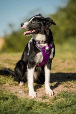 Red Dingo Stainless Steel Engraved Dog Tag Daisy Flower Brown 8 Red Dingo Stainless Steel Engraved Dog Tag Daisy Flower Brown -Pet Life Shop Purple Harness CollieHR 2 1