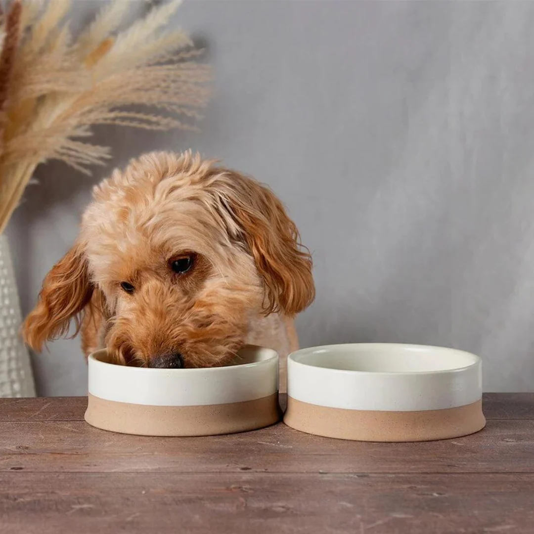 Pet Life Shop 16 Pet Life Shop -Pet Life Shop Scandi2PieceNonTipPetFood WaterBowl Cream10