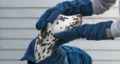 Lords & Labradors Bamboo Dog Drying Mits Navy Blue -Pet Life Shop blue mitt websitebanner002