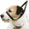 Canny Collar Dog Training Collar Black -Pet Life Shop cannycollarblack477x477