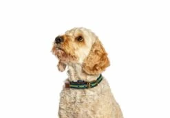 FatFace Bold Stripe Woven Dog Collar 7 FatFace Bold Stripe Woven Dog Collar -Pet Life Shop injhsvkg