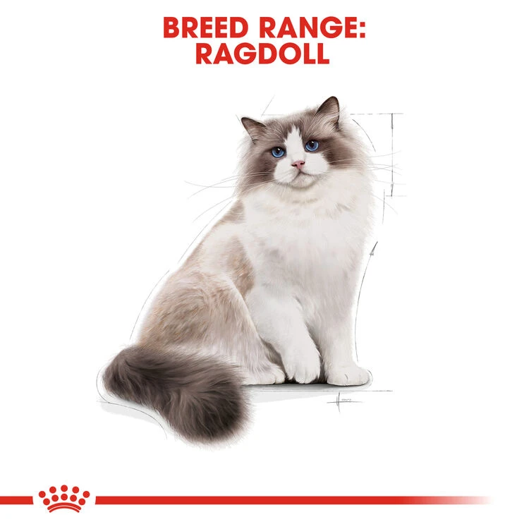 ROYAL CANIN® Ragdoll Adult Dry Cat Food 10 ROYAL CANIN® Ragdoll Adult Dry Cat Food - Image 8
