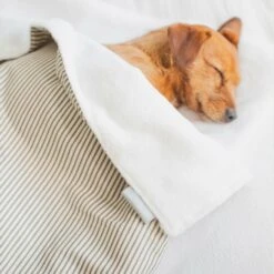 Lords & Labradors Cotton Dog Blanket Regency Stripe